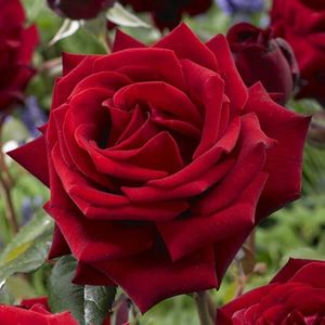 Trandafir Mr Lincoln 18 lei - foarte parfumat; Inaltime maturitate 0,9-1,5 m
Flori mari duble 10 cm, foarte parfumat
