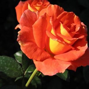 Trandafir Monika - 20 lei -usor parfumat; Inaltimea la maturitate 0,9m
Flori mari 8-10cm ,usor parfumat
Un soi valoros pentru flori taiate
