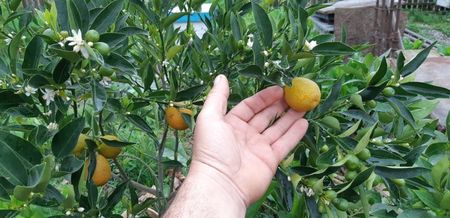 Citrus limon limequat eustis