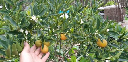 Citrus limon limequat eustis
