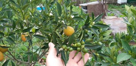 Citrus limon limeqoat eustis