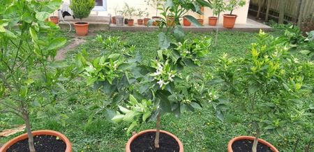 Citrus sinensis sanguinelli; Portocal roșu
