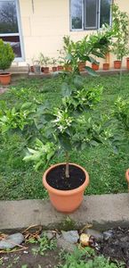 Citrus sinensis sanguinelli