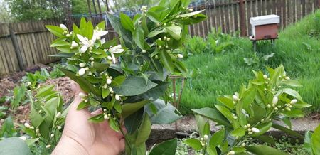 Citrus sinensis sanguinelli
