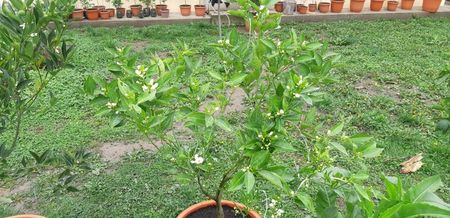 Citrus sinensis sanguinello nucelare
