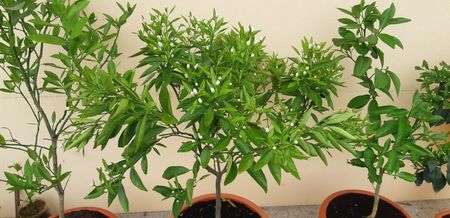 Citrus reticulata clementin rubin