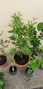 Citrus reticulata clementin rubin