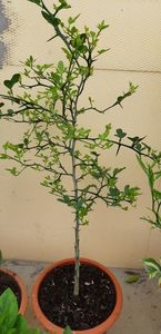 Poncirus trifoliata