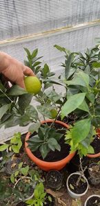 Citrus sinensis valenciana