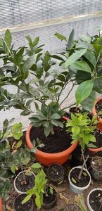 Citrus sinensis valenciana