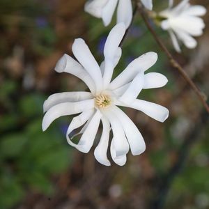 Magnolia stellata 3