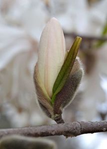 Star_Magnolia_Magnolia_stellata_'Royal_Star'_Bud