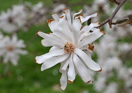 Star_Magnolia_Magnolia_stellata_'Royal_Star'_Flower_Medium_DoF