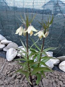 fritillaria raddeana