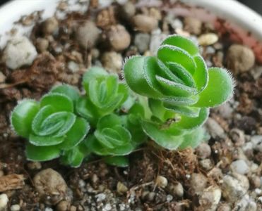 Crassula tomentosa var. glabrifolia