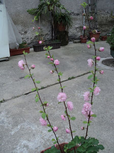 Cires japonez,Prunus serrulata . Prima inflorire apr.2019