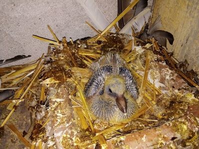 ; Puiul lui Cucu mare la perechea Roșu + guta închisă
