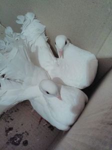 received_351044528787965