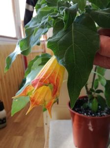 ; brugmansia a inflorit in sfarsit
