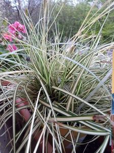 carex variegat