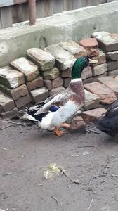 VideoCapture_20190414-203355