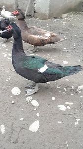 VideoCapture_20190414-204041