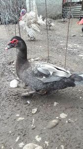 VideoCapture_20190414-203630