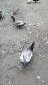 VideoCapture_20190414-204024