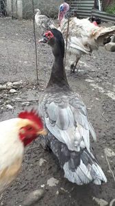 VideoCapture_20190414-203627