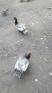 VideoCapture_20190414-204023