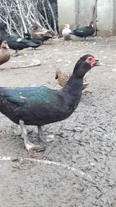 VideoCapture_20190414-204124