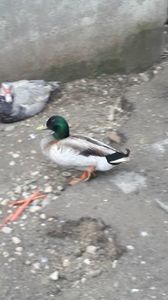 VideoCapture_20190414-203729