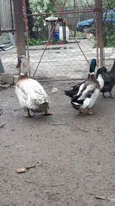 VideoCapture_20190414-203413