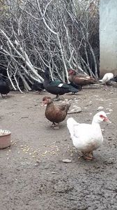 VideoCapture_20190414-204152