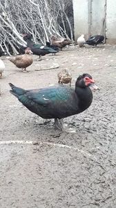 VideoCapture_20190414-204127