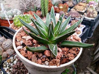 Agave victoriae-reginae-25lei