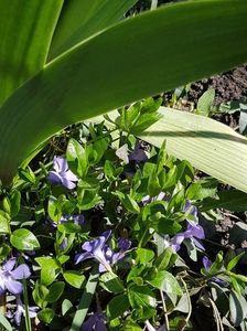 Vinca minor