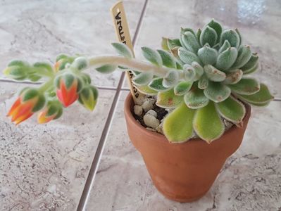 Echeveria setosa