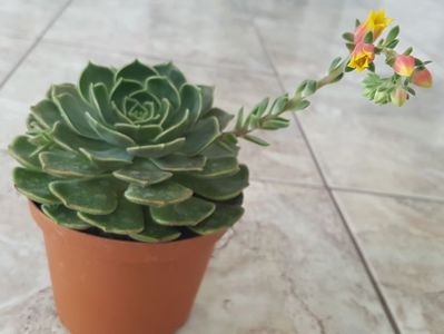 Echeveria brown rose