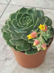 Echeveria brown rose