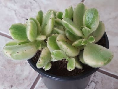 Cotyledon ladismithiensis variegat