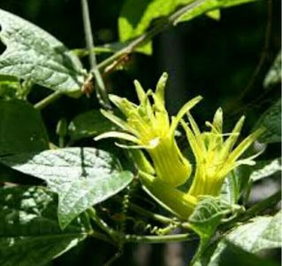 flori-passiflora citina