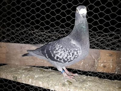 Tardiv octombrie 2018