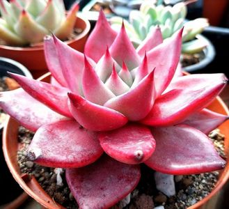 Echeveria agavoides "Romeo Rubin"