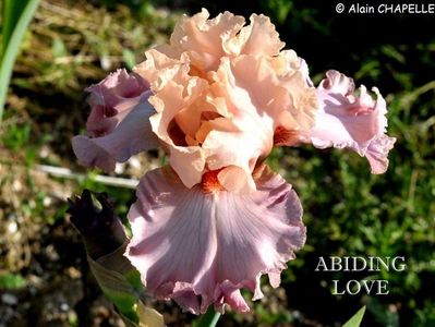 Abiding Love