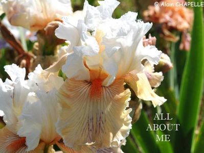 All About Me