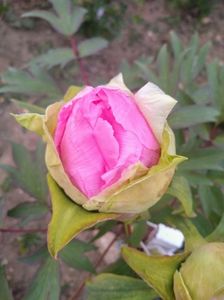 bujor arbustiv pink-multumesc helen 15