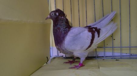CIMG2242
