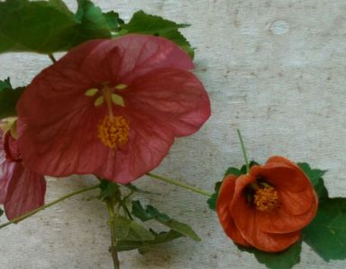 abutilon( 3 )cel cu floarea mare.; Pt Iulia
