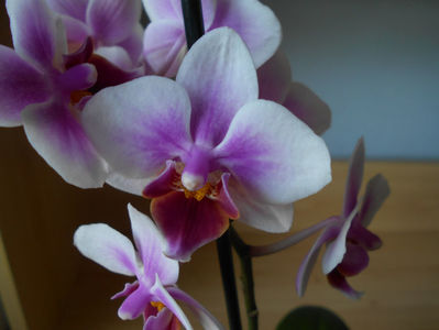 orhidee 15 pitica Leroy Merlin Cluj apr 2019